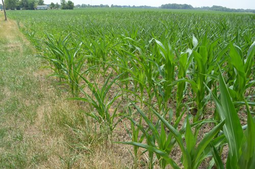 Property photo 13 - 51.5 Acres Offered in 5 tracts, 2 Farm Sites